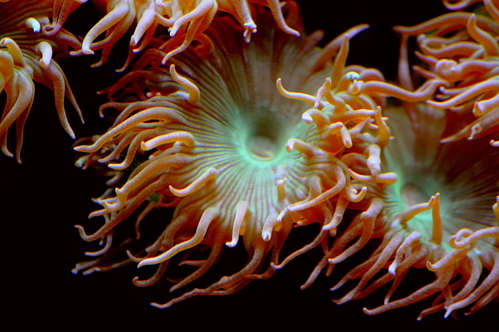 sea anemone, aquatic animals, animal, anemone, creature, water, sea