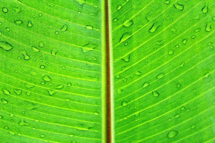 Leaf, makro, zaļa, sulīgs, dinamiskas, gaiša, krāsa