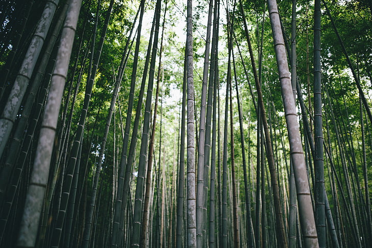 Bamboo, gren, dagsljus, miljö, skogen, tillväxt, ljus