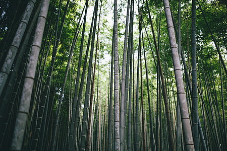 bambù, ramo, luce del giorno, ambiente, foresta, crescita, luce