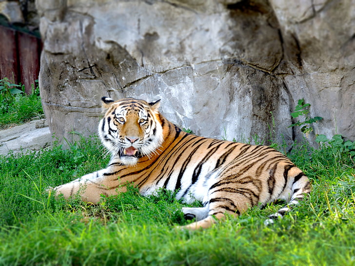 Harimau, kebun binatang, Moskow, hewan, satu binatang, hewan di alam liar, hewan satwa liar
