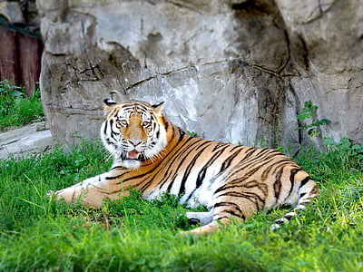 Tiger, Zoo, Moskva, djur, ett djur, djur i vilt, djur wildlife