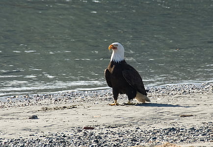 spiaggia, uccello, fauna selvatica, animale, americano, Calvo, Eagle