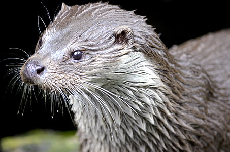 otter, marten, water, wild animal, nature, wet, close