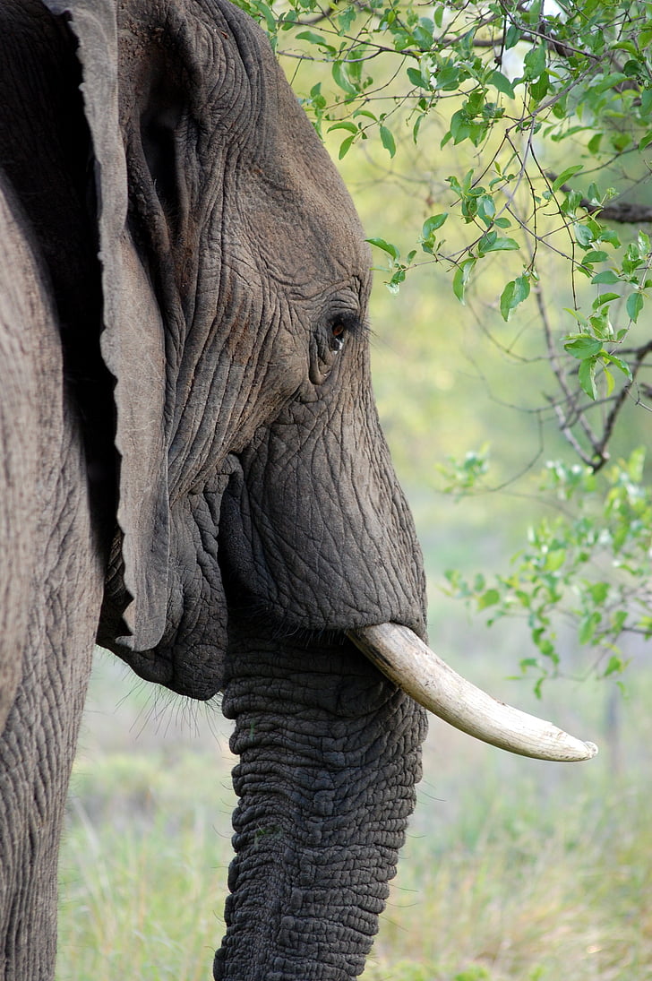 animal, close-up, elephant, tusk, wildlife, nature, mammal