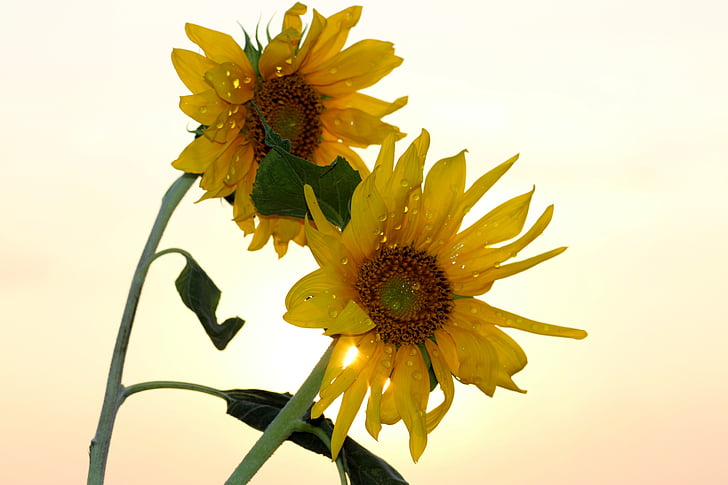 sunflower, sun, drops, morning