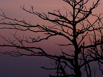le soleil du soir, branches, silhouette, 墾 de butyle, bois mort, Taiwan