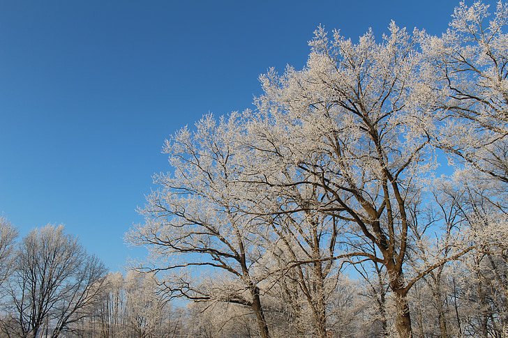 Frost, bosque, paisaje, árboles, frío, invierno, helado