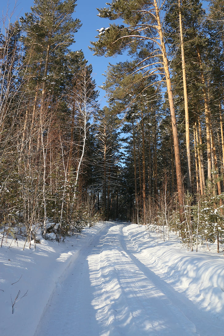 Zimski put, šuma, Zima, zimska šuma, stabla, bor, zimski krajolik
