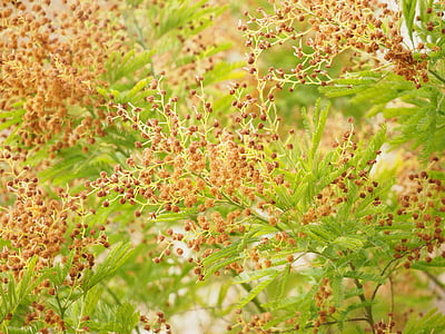Mimosa, arbre, Faded, graines, Mimosa pudica, Scirpe plante sensible, plante de Mimosa
