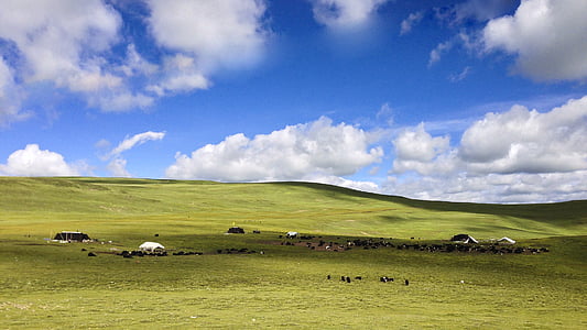 草原, 蓝蓝的天空, 白色的云, 字段, 景观, 天空, 农场
