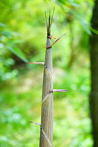 gold bamboo tube, engine, sprout, growth, bamboo shoot, bamboo, node bamboo
