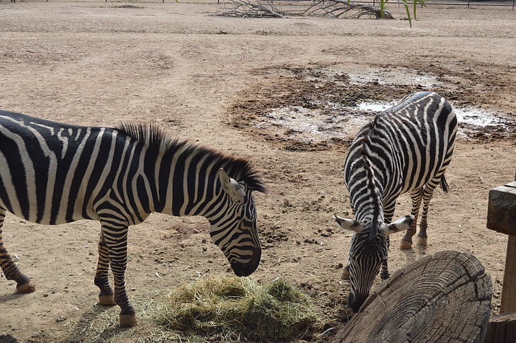 zebre, Zoo di, animale