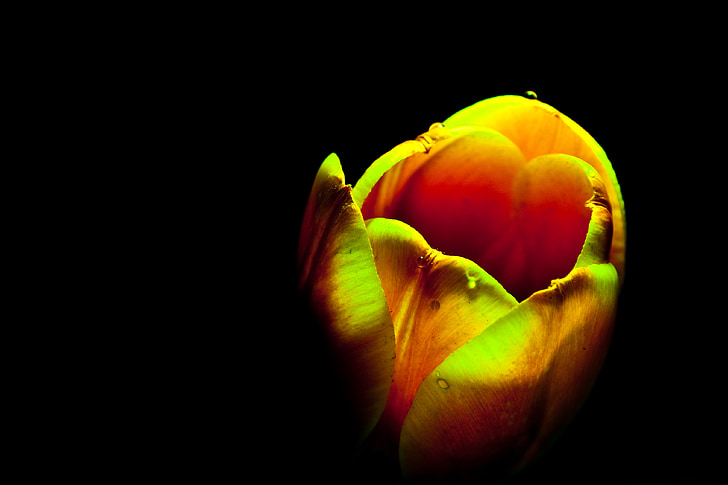 Tulipa, flor, flor, flor, laranja, amarelo, macro