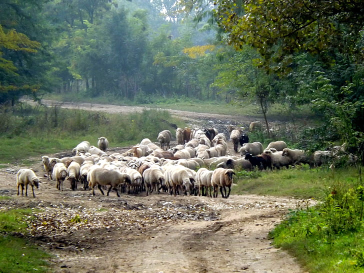con cừu, đoàn chiên, vật nuôi, Thiên nhiên, Capra, động vật, Tổng đàn