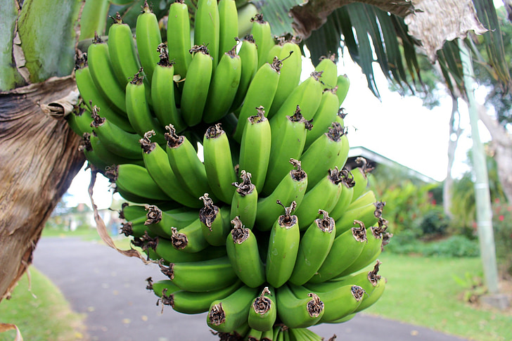 banāni, audzēšanas, tropu, zaļa, lauksaimniecība, koks, svaigu