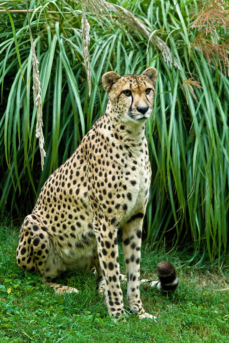 Cheetah, sitter, Feline, Zoo, inhägnad, vilda djur, däggdjur