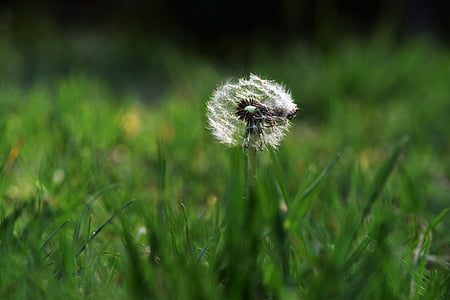 dandelion, light and shadow, life, green, background