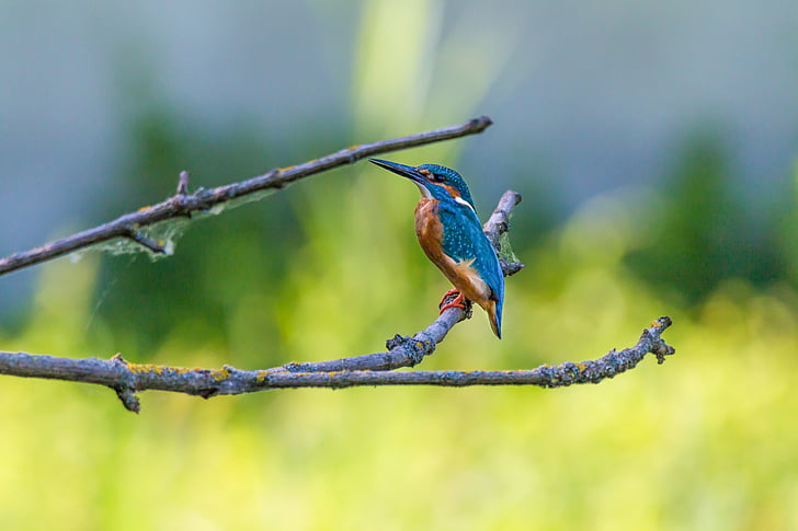 Kingfisher, vták, farebné, Príroda, perie, pierko, krásny