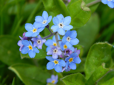 garden, nature, spring, plant, close, forget me not, purple