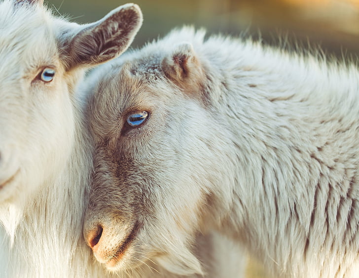 fåren, djur, lamm, Kärlek, ull, ögon, nos