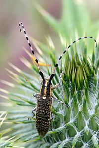 Longhorn бръмбар, насекоми, поле