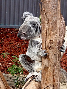 Koala, orso, Australia, nativo, carina, icona, in via di estinzione