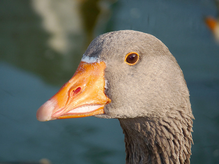 goose, bird, animal, nature, outdoor, poultry, grey