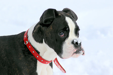 cão, Boxer, preto e branco, animal de estimação, curioso, filhote de cachorro, olhar de cão