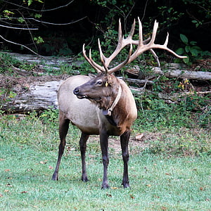 Elk, prosto živeče živali, gozd, moški, Severna Amerika, rogovja, bik