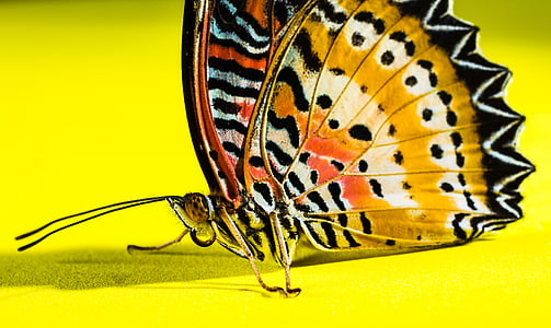 나비, 곤충, 나비-곤충, 자연, 동물, 동물 날개, 노란색
