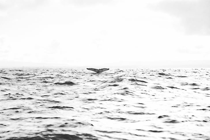 platja, en blanc i negre, Dofí, boira, oceà, a l'exterior, reflexió
