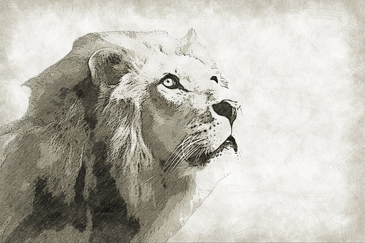 lion, mammal, animal, wild, wildlife, king, portrait