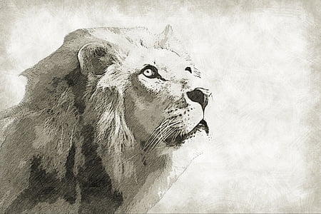 λιοντάρι, θηλαστικό, ζώο, άγρια, άγρια φύση, ο βασιλιάς, πορτρέτο