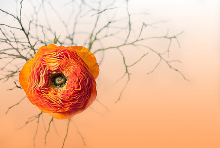 ranunculus, flower, blossom, bloom, petals, orange, intense color
