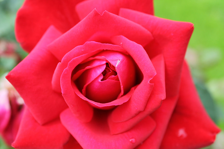 red, rose, flower, blossom, bloom