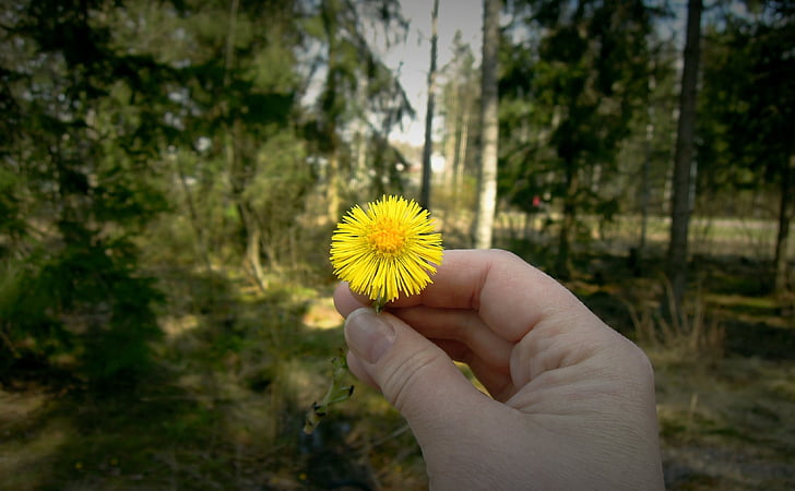 цветок, рука, цветок весны., coltsfoot, лес, Весна, Одуванчик