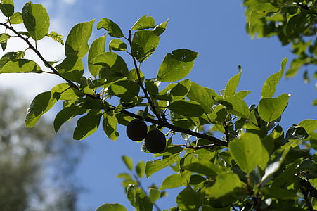 yellow plums, branch, fruits, fruit, red, delicious, tree
