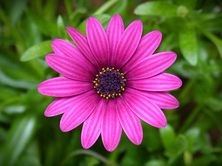 Purple daisy, blomst, skjønnhet, farger, natur, anlegget, Sommer