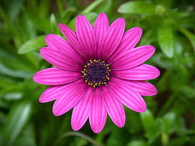 Margarita púrpura, flor, belleza, colores, naturaleza, planta, verano