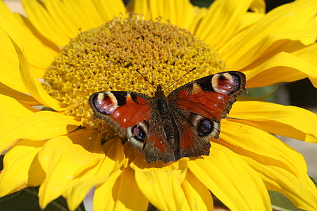 Κίτρινο, πεταλούδα, έντομο, κινηματογράφηση σε πρώτο πλάνο, φύση, πεταλούδα - εντόμων, ζώο