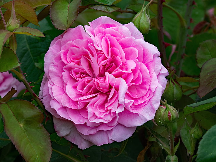 tiếng Anh, Hoa hồng, Gertrude jekyll, Hoa, màu hồng, Blossom, nở hoa