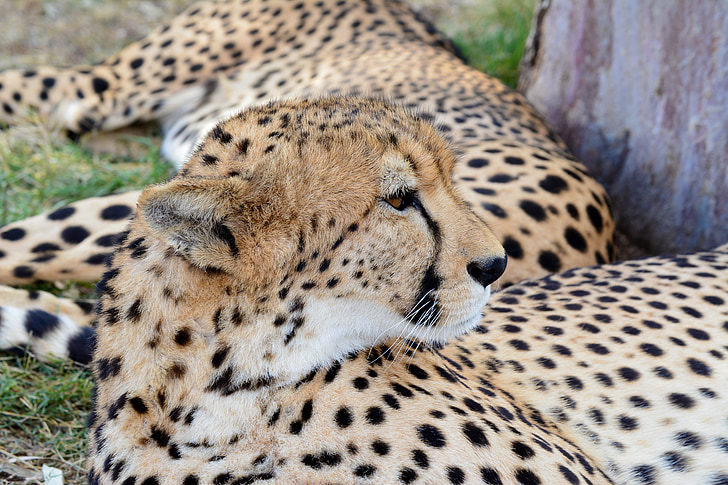 Cheetah, kass, suur kass, Wildlife, looma, looduslike, Predator