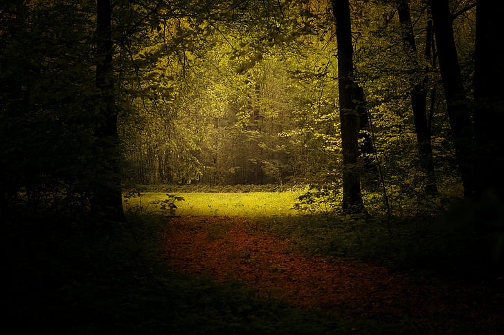 φως, δάσος, τοπίο, δασικό τοπίο, φύση, πράσινο, σεζόν