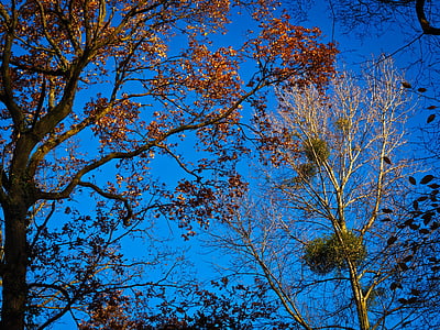 puut, Syksy, kultainen syksy, puu syksyllä, taivas, mieliala, Ruska