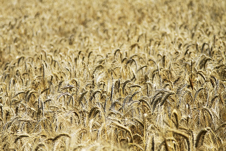 pšenica, pšeničné polia, obilniny, poľnohospodárstvo