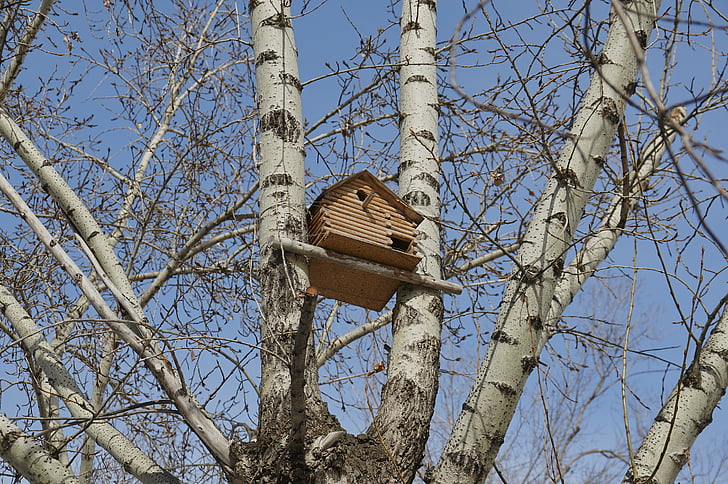 Birdhouse, albero, natura