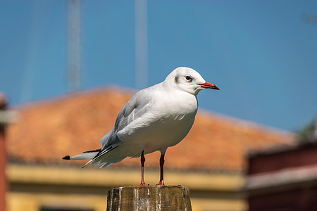 Seagull, pájaro, Venecia, cerrar, animal, canal