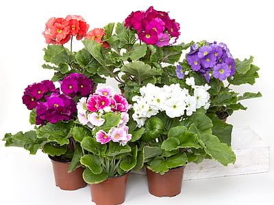 primroses, cup primrose, colorful, flower, plant, nature, blossom
