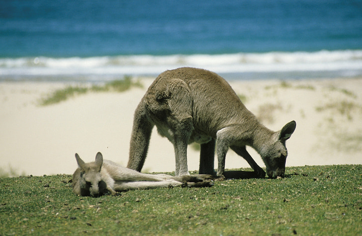 canguru, marsupial, Austrália, wallabies, Wallaby, animal, animais